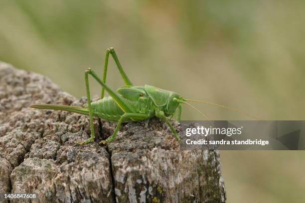 a rare great green bush-cricket, tettigonia viridissima, resting on a dead tree stump in a meadow. - katydid stock pictures, royalty-free photos & images