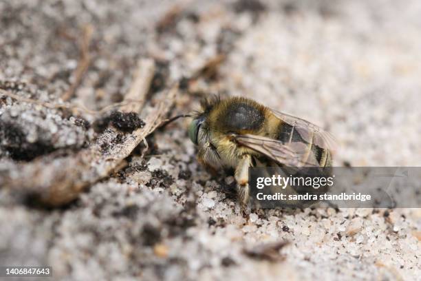 Insect Burrow 76 Bee Burrow Stock Photos, High-Res Pictures, and Images - Getty Images