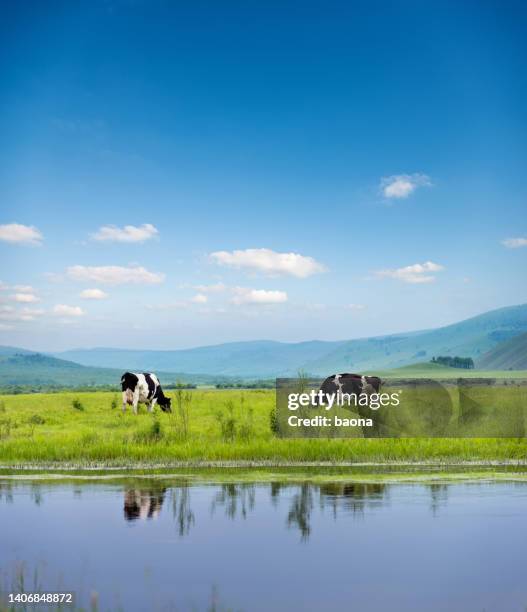 cows grazing in the agricultural field - cows eating stock pictures, royalty-free photos & images