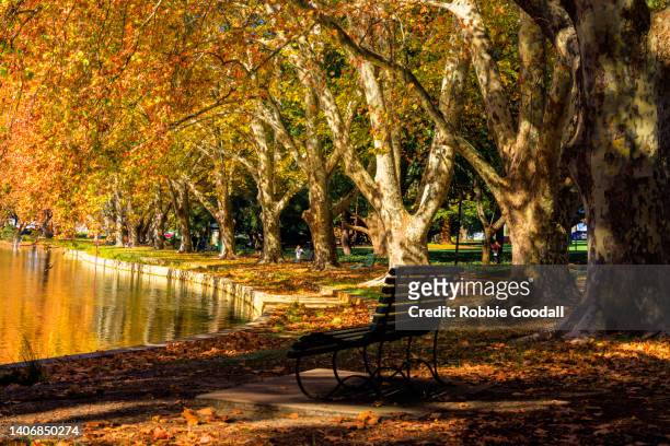 autumn colours at hyde park - western australia. - perth western australia stock pictures, royalty-free photos & images