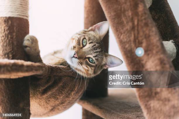 tabby cat laying on scratcher and looking at camera - cris cantón photography stock-fotos und bilder