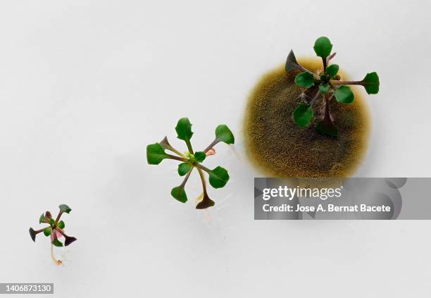 seeds germinating in a plate of gel ms with antibiotics. petri dish with arabidopsis mutant seedlings. - biochemical foto e immagini stock