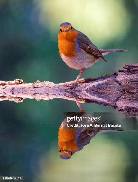 Robin Rocking Water 466 Robin Ogle Stock Photos, High-Res Pictures, and Images - Getty Images