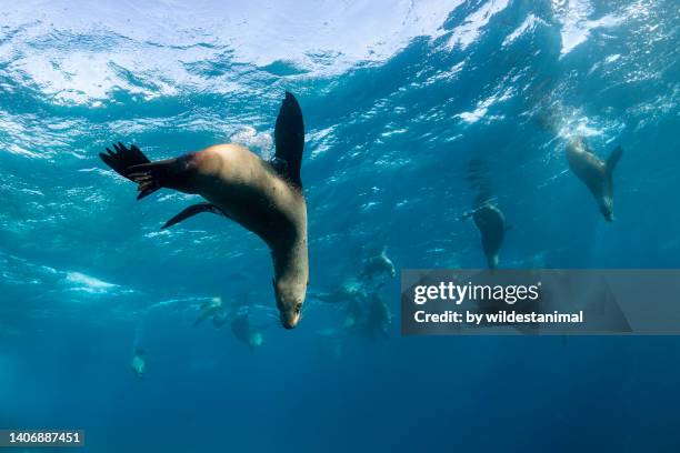 large group of australian fur seals. - cape fur seal stock pictures, royalty-free photos & images