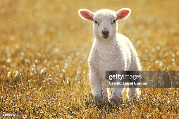 little spring lamb - jungschaf fell stock-fotos und bilder