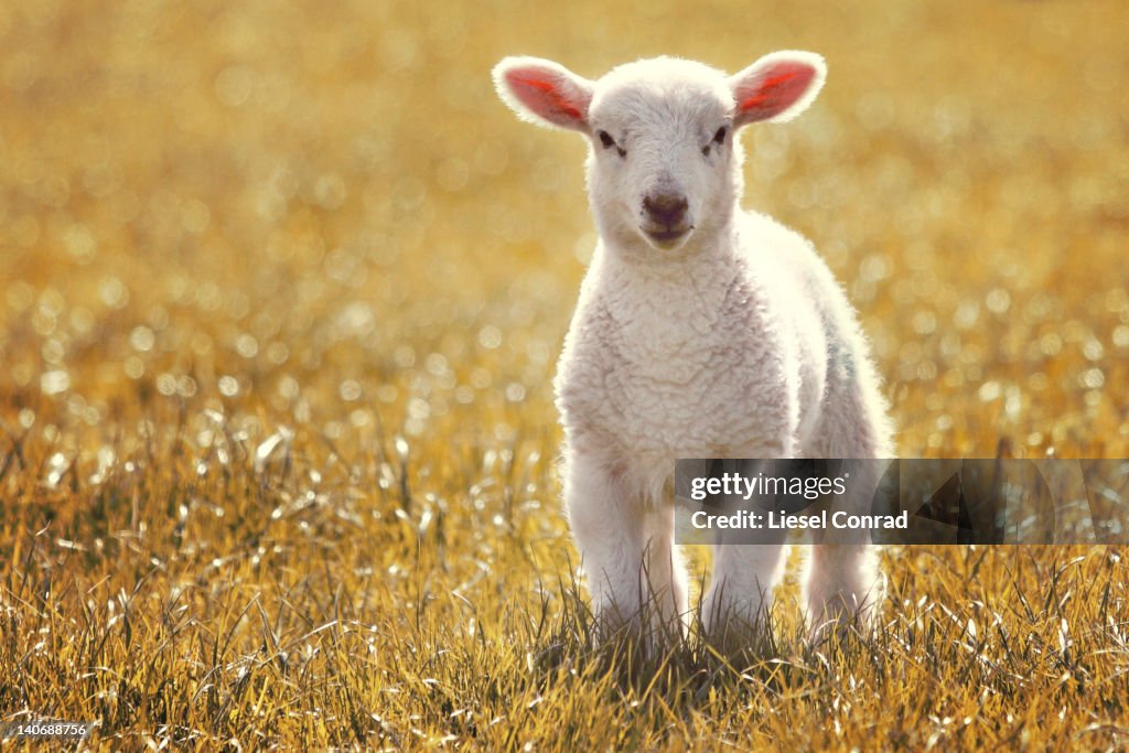 Little spring lamb