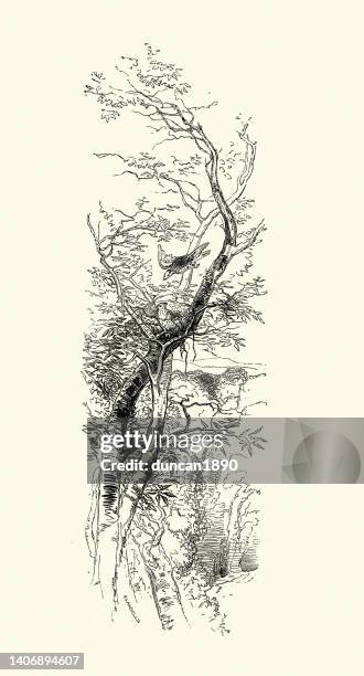 vogel nistet in einem baum - bird on a tree stock-grafiken, -clipart, -cartoons und -symbole