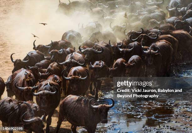 herd of cape buffalo kicking up dust in mana pools, zimbabwe - アフリカスイギュウ ストックフォトと画像