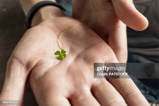 four leaf clover lying in hand palm - 4 leaf clover ストックフォトと画像