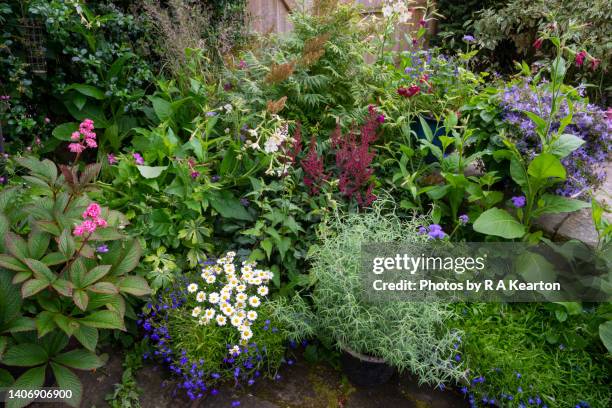 shade tolerant plants growing in pots in a summer garden - annuals stock pictures, royalty-free photos & images