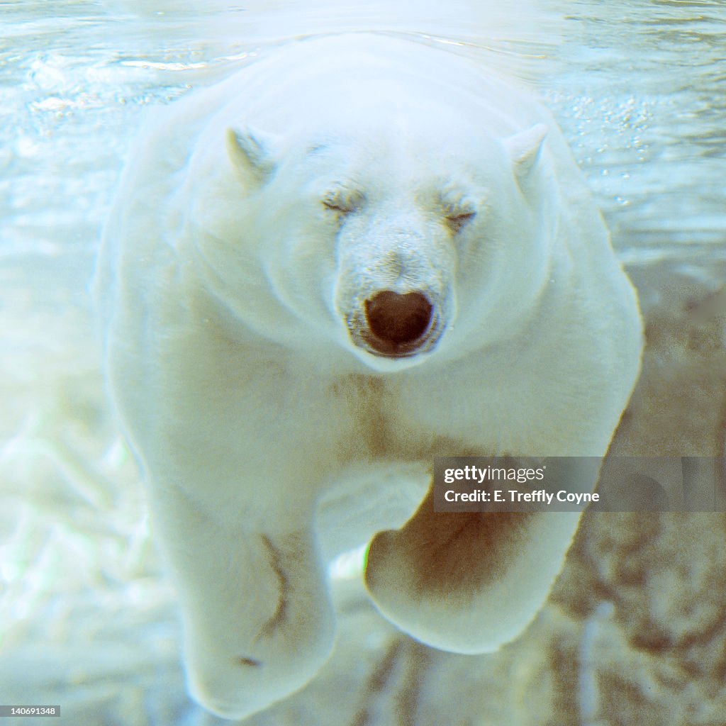 Polar bears swimming in water