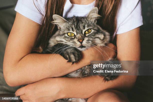 domestic cat in the hands of a girl. - pet adoption stock-fotos und bilder