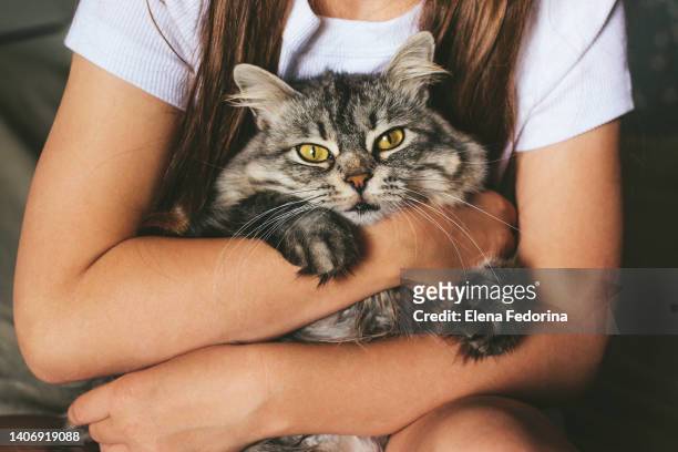 domestic cat in the hands of a girl. - animal welfare - fotografias e filmes do acervo