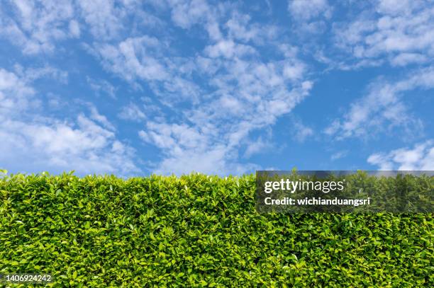 bush fence and sunny sky , background - hecke stock-fotos und bilder