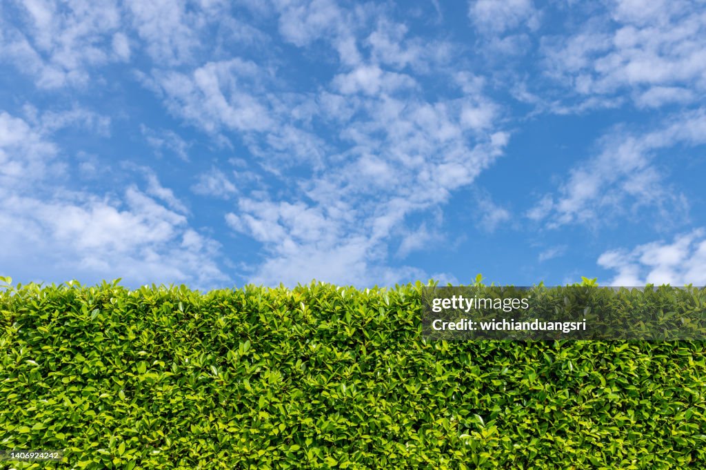 Bush fence and sunny sky , background