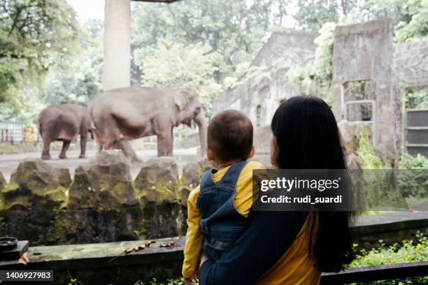 baby and his mother watching animal in the zoo - zoo stock pictures, royalty-free photos & images
