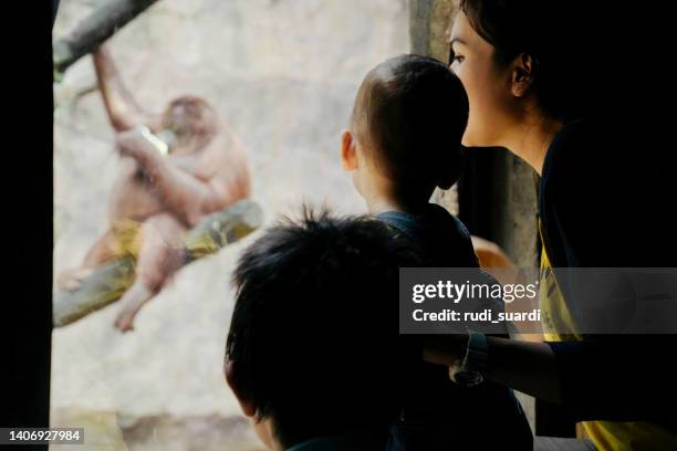 bebé y su madre observando animales en el zoológico - zoo fotografías e imágenes de stock