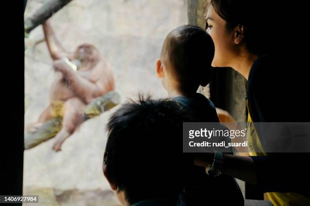 baby and his mother watching animal in the zoo - familie zoo stock pictures, royalty-free photos & images