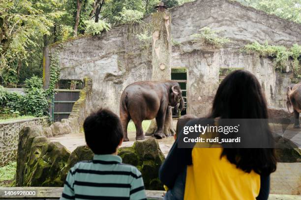 bebé y su madre observando animales en el zoológico - zoo fotografías e imágenes de stock