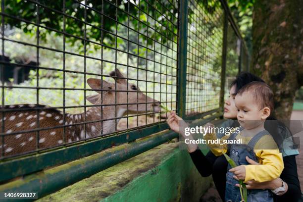 tierfütterung im freilandbetrieb - familie zoo stock-fotos und bilder