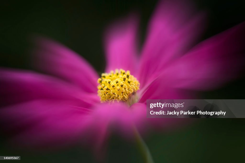 Cosmos 'Sonata' flower