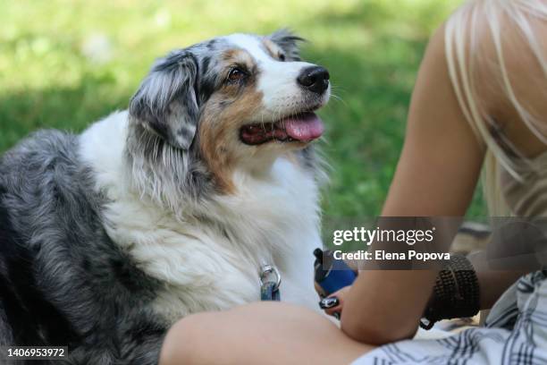 australian shepherd dog relaxing at the garden with female owner and looking at her - australian shepherd stock pictures, royalty-free photos & images