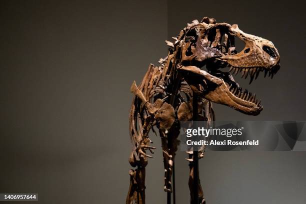 Gorgosaurus Skeleton is on display during a press preview at Sotheby’s on July 05, 2022 in New York City. The skeleton, which is appearing for the...