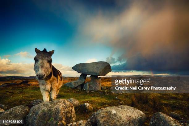 kilclooney dolmen and donkey - condado de donegal fotografías e imágenes de stock
