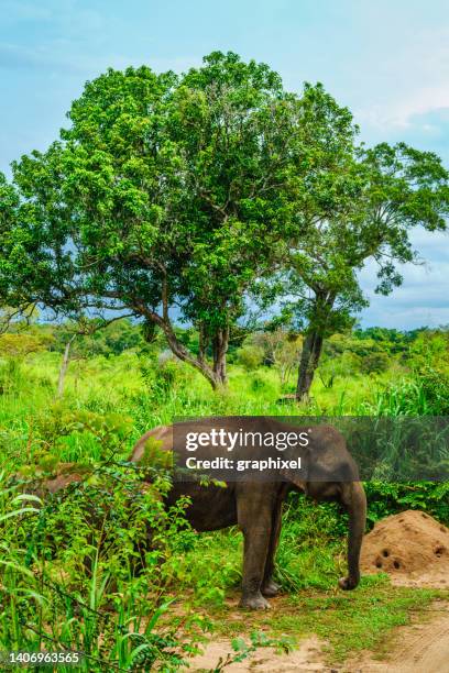 wild asian elephant, sri lanka - sri lanka elephant stock pictures, royalty-free photos & images