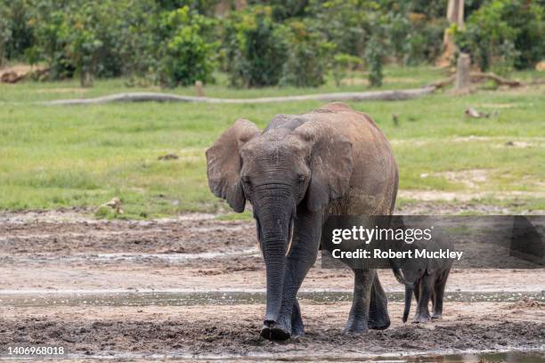 female forest elephant and young calf - loxodonta-africana-cyclotis fotografías e imágenes de stock