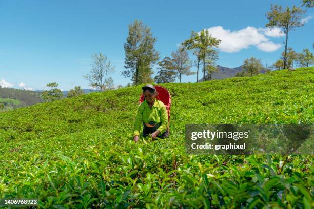 femme locale travaillant dans une plantation de thé au sri lanka - sri lanka and tea plantation photos et images de collection