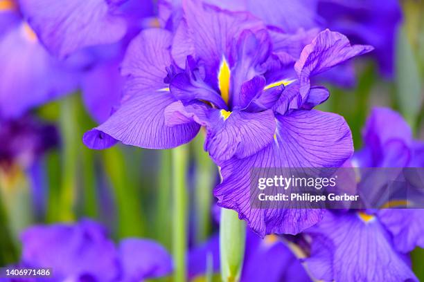 bearded iris - the purple iris stock pictures, royalty-free photos & images