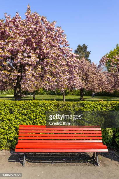 bench in a public park - wooden bench stock pictures, royalty-free photos & images