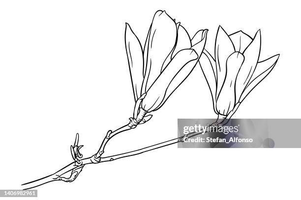 stockillustraties, clipart, cartoons en iconen met vector drawing of a flower and branch of magnolia - magnolia stellata