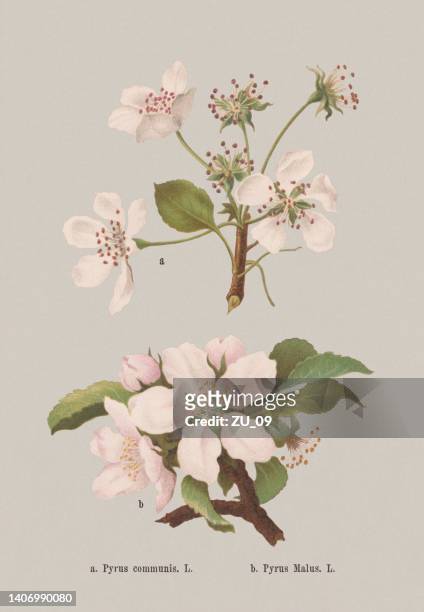 bildbanksillustrationer, clip art samt tecknat material och ikoner med spring flowers (rosaceae), chromolithograph, published in 1884 - äppelträd
