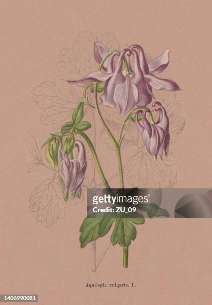 europäische kolumbine (aquilegia vulgaris), chromolithographie, veröffentlicht 1884 - columbine flower stock-grafiken, -clipart, -cartoons und -symbole