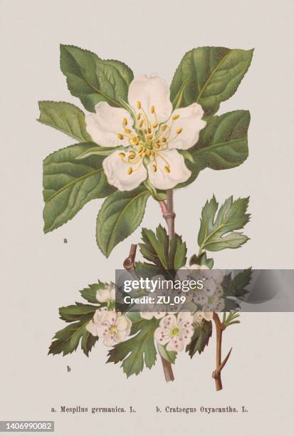 ilustraciones, imágenes clip art, dibujos animados e iconos de stock de flores de primavera (rosaceae), cromolitografía, publicada en 1884 - hawthorn
