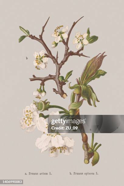 ilustrações, clipart, desenhos animados e ícones de flores da primavera (rosaceae), cromoolithograph, publicado em 1884 - cerejeira árvore frutífera