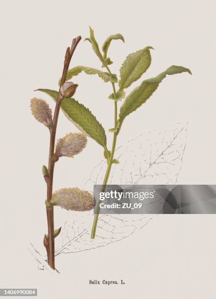 illustrations, cliparts, dessins animés et icônes de saule de chèvre (salix caprea), chromolithographie, publié en 1884 - saule blanc