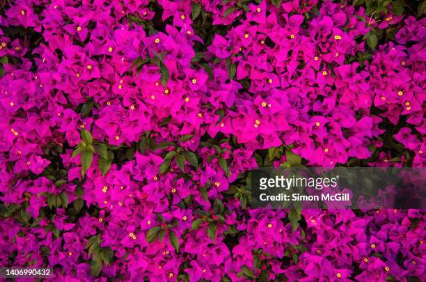 magenta bougainvillea bush in bloom - bougainville foto e immagini stock