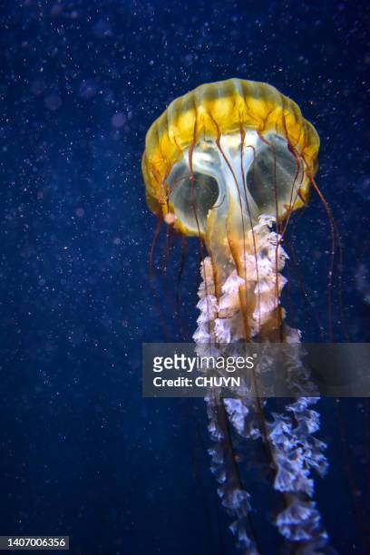 jellyfish - sea nettle jellyfish stockfoto's en -beelden