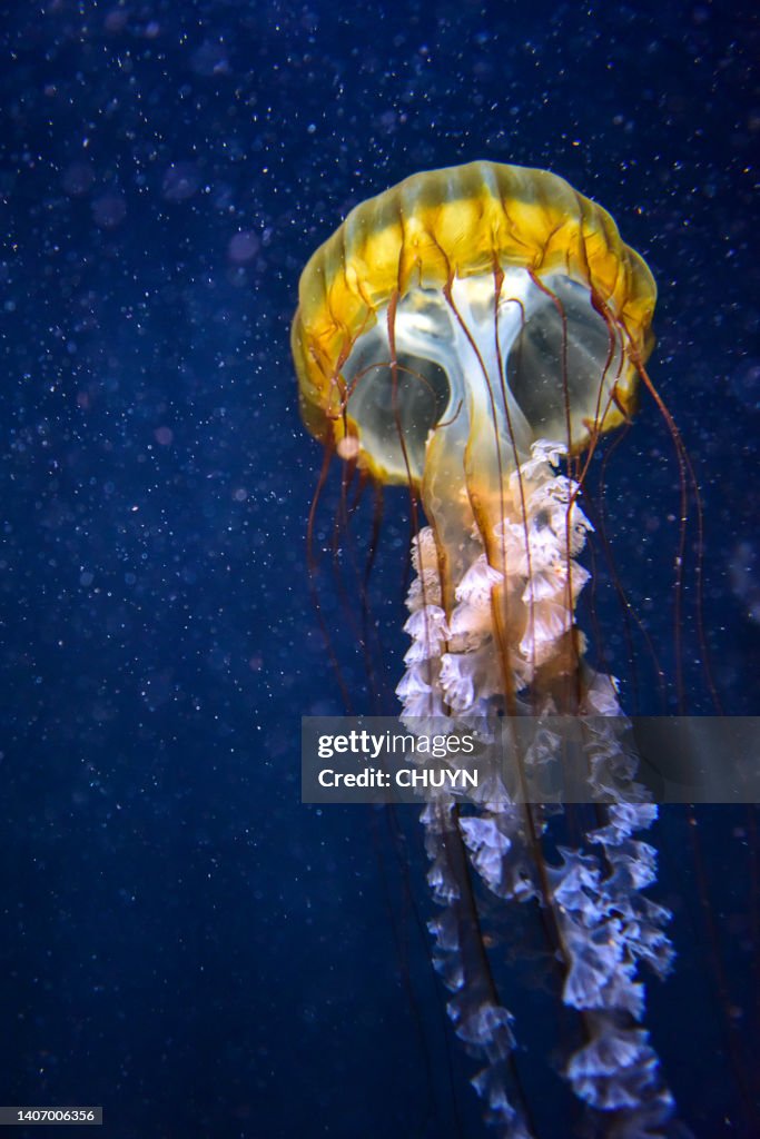 Jellyfish