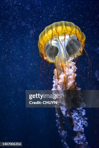 Jellyfish Jellyfish
