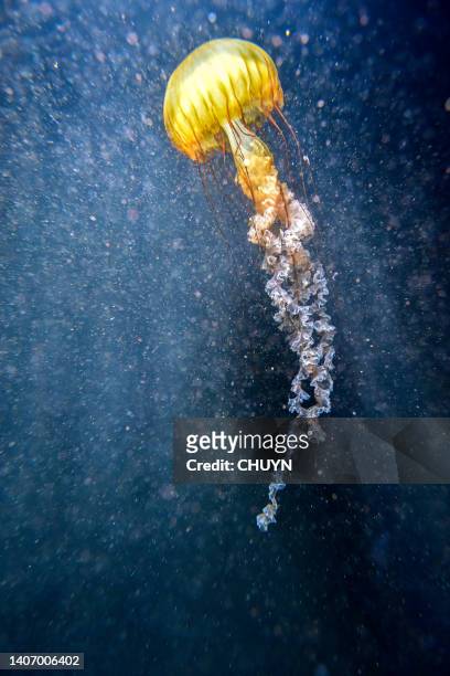 jellyfish - sea nettle jellyfish stockfoto's en -beelden