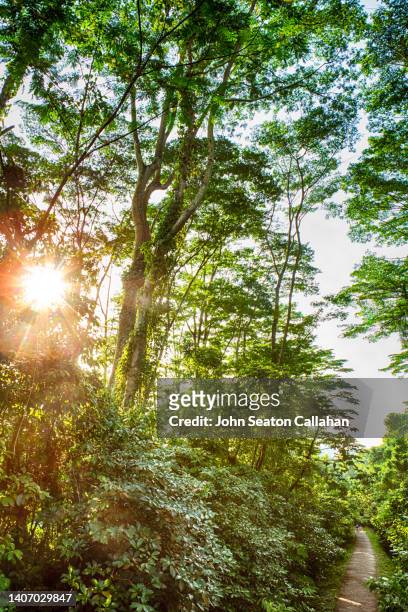 singapore, bukit timah nature reserve - nature reserve stock pictures, royalty-free photos & images
