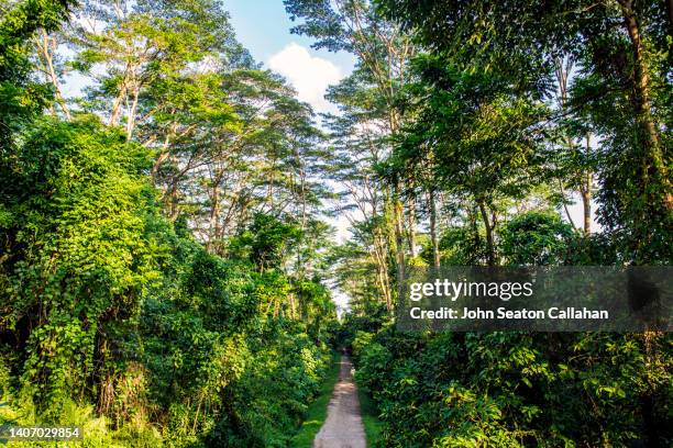 singapore, bukit timah nature reserve - nature reserve stock pictures, royalty-free photos & images