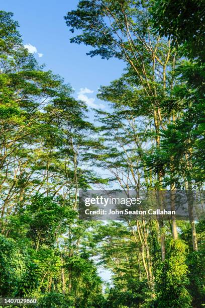 singapore, bukit timah nature reserve - nature reserve stock pictures, royalty-free photos & images