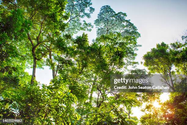 singapore, bukit timah nature reserve - bukit timah nature reserve stock pictures, royalty-free photos & images