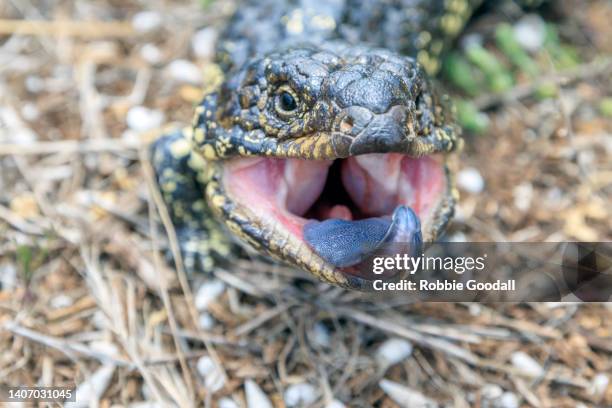 Stumpy Lizard 47 Shingleback Lizard Stock Photos, High-Res Pictures, and Images ...