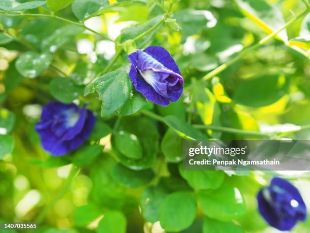 blue butterfly pea violet color flower clitoria ternatea l. in soft focus on green blur nature background flowering vine blooming in garden, which grows in tropics of asia, clitoria ternatea single blue - clitoria fotografías e imágenes de stock